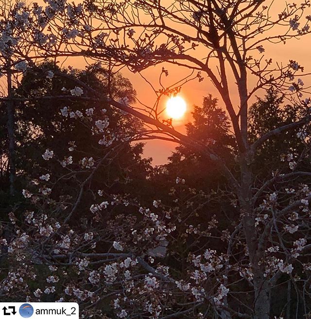 #repost @ammuk_2・・・“Nature does not hurry, yet everything is accomplished.” -Lao Tzu....,......#sunset #sunsetlover #todayssunset #sakura #fullbloom #gifu #gifuprefecture #gifuphoto #ぎふ #岐阜 #さくら  #花 #はな #cherryblossom #flowerstagram #naturephotography #nature #naturedoesitbest #hurry #hurryspring #accomplish #spring #naturesbeauty #natureshots #sunset_vision #natureview #japansunset #laotzuquotes #naturedoesnothurry