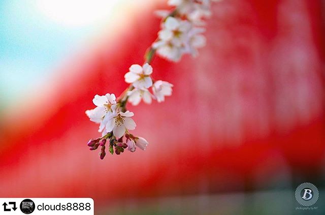 #repost @clouds8888・・・2020#林陽寺#桜#cherryblossom#菜の花#岐阜 #gifu #gifusta #gifuphoto #visit_tokai#はなまっぷ#花の写真館#花のある風景#私の花の写真#team_jp_flower#wp_flower#tokyocameraclub#lovers_nippon#special_spot