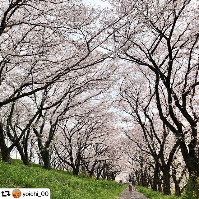 #repost @yoichi_00・・・たまたま見つけたスポット#大垣市 #gifuphoto #gifuebooksでお花見 #桜 #菜の花 #春 #春photo #canon #canonphotography #eosm100