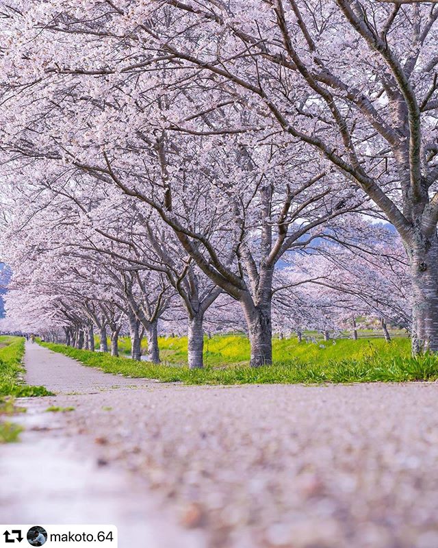 #repost @makoto.64・・・▼桜並木..........................................▼DATA▼location:岐阜date▷2020.4/3camera▷SONY a7m3..........................................▼tag▼#team_jp_ #japan_daytime_view #japan_of_insta #ig_japan #Lovers_Nippon #daily_photo_japan #deaf_b_j_ #lovers_nippon_artistic #icu_japan #wu_japan #jp_gallery #ig_worldclub #art_of_japan_ #photo_shorttrip #photo_jpn #photo_japan #worldwide_moods#nipponpic#pt_life_#best_moments_nature#best_moments_#Cherryblossom#桜#岐阜県インスタ部#gifuphoto #gifusta#はなまっぷ