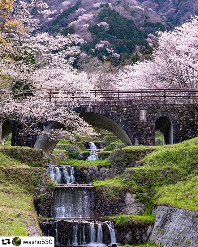 #repost @iwasho530・・・#霞間ヶ渓 #桜 #樱花 #櫻花 ##team_jp_flower #はなまっぷ #top_favourite_flowers #sorakataphoto #special_spot_ #popjapan #gifusta #japantravelphoto #travelphotography#japan_daytime_view #ap_japan_ #apj_legend_ranker #bestphoto_japan #bestjapanpics #東海カメラ倶楽部 #岐阜県インスタ部 #cherryblossom #photo_shorttrip #retrip_nippon #raw_japan #gifuphoto撮影日2020.3.30