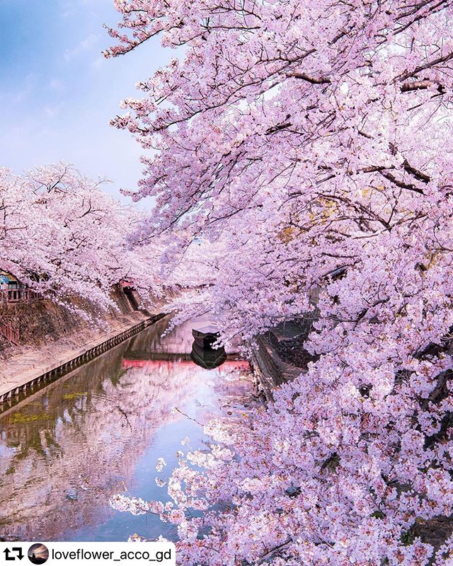 #repost @loveflower_acco_gd・・・Beautiful Japan。昨日、市役所から別の用がある所へ行く途中にチラ寄りしました。人がいないのを見計らって、ほんの数枚📸。こんな時でも、花は変わらず美しいむしろ、こんな時だからこそ再認識出来るのかもしれない。。Beautiful Japan美しき日本1日も早く、皆が普通に景色を楽しめるようになるといいな️。。。機材 : Canon EOS KissX9i。location:岐阜県大垣市#水門川 #桜 #大垣市 #lovers_nippon #nipponpic #photo_jpn #bestphoto_japan#ap_japan #gifuphoto #canon_photos #daily_photo_jpn #ap_japan#igersjp #ig_world_colors #japan_photo_share #japan_of_insta #team_jp_ #great_myshotz #my_eos_photo #impressive_gallery #best_moment_nature#tokyocameraclub #じゃびふる_2020春 #japan_bestpic_ #tv_asia #gifuebooks #hubsplanet #addicted_to_colors#raw_japan #ptk_japan