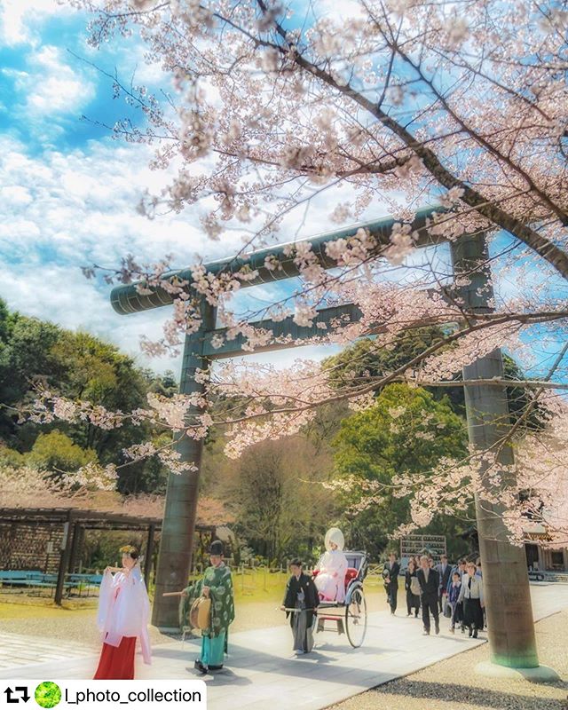 #repost @l_photo_collection・・・︎.春の良き日..幸せになります様に•*¨*•.¸¸♬..Location︎岐阜2020.3..※桜を撮りに行ったらおめでたい場面に遭遇しました️こんな時期だからこそ、いろんなことも力を合わせて乗り越えていって欲しいですね。..#a_j_photo #tankensurujapan  #jalan_2020 #ptk_japan #japan_daytime_view #igersjp  #art_of_japan_ #hubsplanet #lovers_nippon #wu_japan  #special_spot_  #japan_of_insta #tabiness  #sorakataphoto #東京カメラ部 #tokyocameraclub #light_nikon#retrip_nippon #giapponizzati #loves_japan #nature_special_ #ig_fotografdiyari  #写真撮ってる人と繋がりたい #ファインダー越しの私の世界 #gifuphoto #visit_tokai  #神社フォトコンわたしと神社 #ふるさと神社めぐり