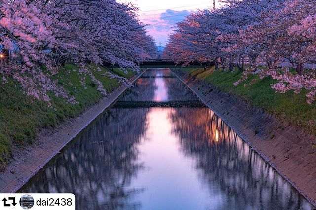 #repost @dai2438・・・＊2020.4＊(｡´･∀･)ﾉﾞ ﾊﾞｨﾊﾞｨ〜＊#写真を止めるな #コロナウイルスが早く終息しますように #gifuphoto #japantravelphoto #はなまっぷ #visit_tokai #tokyocameraclub#東京カメラ部 #bestnatureshots #best_photo_japan #naturelovers #naturephotography #icu_japan #japan_daytime_view #wp_japan #lovers_nippon #photo_shorttrip#retrip_nippon#lovers_amazing_group #daily_photo_jan #instagramjapan #special_spot_#sorakataphoto#photo_jpn #広がり同盟#japan_bestpic_@instagram#ロータスカードでお得 #jalan_kiseki#jalan_sakura2020
