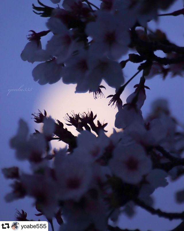 #repost @yoabe555・・・桜と月 Ⅲ今朝、自宅近くにて。#桜#月#かにスタ#gifuphoto #東海カメラ倶楽部 #tokyocameraclub