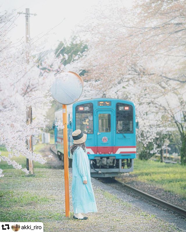 #repost @akki_riro・・・ 師匠のお写真見て絶対行きたい！と思ってた場所🥺 にしても、電車と一緒に映るにも結構労力いりますね。。他の人に迷惑にならないかとか、どこまで出て行ってもいいのかとか、時間に間に合わなきゃとか。。 我々の性には合ってなさそうでした撮り鉄の人とかほんと尊敬location 樽見鉄道　岐阜県photo by @tossy.243 #japan_daytime_view#art_of_japan_#ig_phos#igersjp#ig_japan#photo_jpn#bestphoto_japan #bestjapanpics #raw_japan#team_jp_#colore_de_saison #photo_life_best #lovers_nippon#ptk_japan #japan_great_view #love_bestjapan #ap_japan_#japanawaits #wu_japan #whim_life #onestorytraveller#visitjapanjp#special_spot_ #japan_of_insta#hubsplanet #撮り鉄#樽見鉄道 #岐阜#gifuphoto