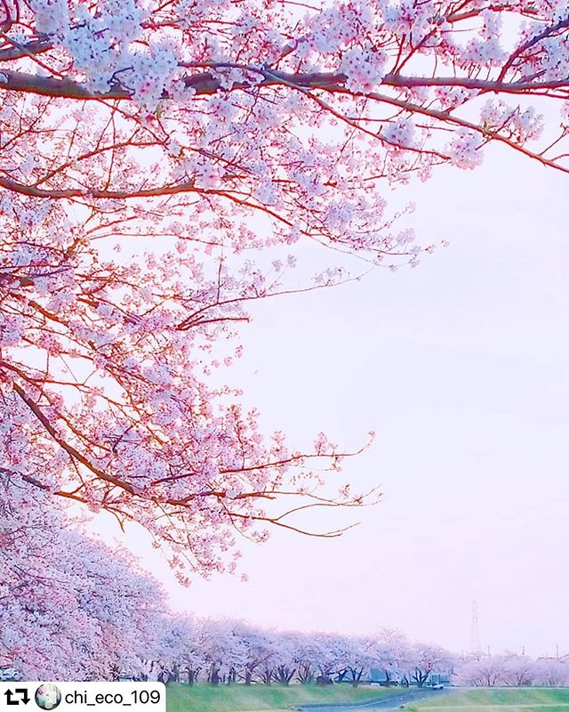 #repost @chi_eco_109・・・.... いつかの景色 満開の桜#堤防の桜 #cherryblossomsおうちでお花見過去picです..今日は雨。桜も散ってしまうかないつもありがとうございます .....#meiko_softflowers#ip_for_blossoms#best_beauty_flora_#luna_floral_queen #9vaga_softflowers9#top_favourite_shots#floral_shots#inspiring_shot#kokohana #j_flower_shots #lory_pastelflowers#lovers_amazing_group#9vaga_3flowers9 #7flowers_1day #phx_flowers#every_shot_emotion#tokai_camera_map #gifuebooks #gifuphoto#gifuebooksでお花見#ig_sky #jaran_sakura2020#私の花の写真 #じゃびふる#空を見上げるのが好き#小さな幸せを見逃さないで #SDGs さい川さくら公園 堤防.....