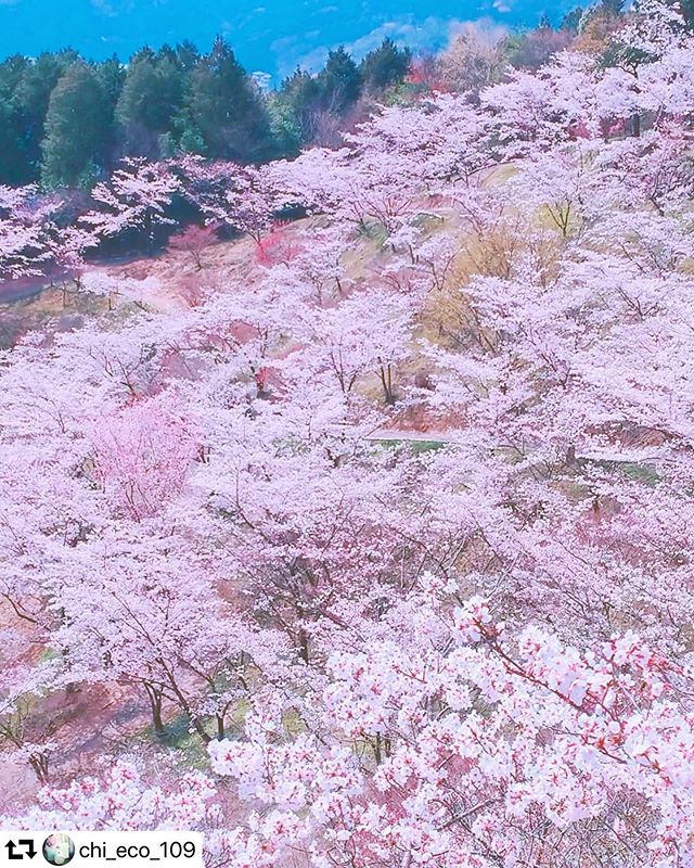 #repost @chi_eco_109・・・.... いつかの景色 満開の桜#蘭丸ふる里の森#cherryblossomsおうちでお花見..物見櫓から見た古城山千本桜です.いつもありがとうございます .....#meiko_softflowers#ip_for_blossoms#best_beauty_flora_#luna_floral_queen #9vaga_softflowers9#top_favourite_shots#floral_shots#inspiring_shot#kokohana #j_flower_shots #lory_pastelflowers#lovers_amazing_group#9vaga_3flowers9 #every_shot_emotion#japan_wasakura#tokai_camera_map #gifuebooks #gifuphoto#japantravelphoto#jalan_travel #じゃびふる_2020春#日本ツアーズ #おとな旅プレミアム#私の花の写真 #gifuphotoebooks#小さな幸せを見逃さないで #SDGs 蘭丸ふる里の森2020.04.04......