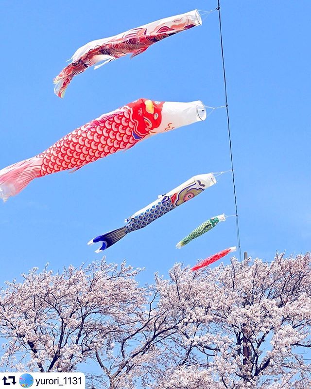 #repost @yurori_1131・・・2020.4.17.上を向いて ♪..Location. Gifu..#桜 #鯉のぼり #青空 #cherryblossom #はなまっぷ #私の花の写真 #wp_flower #art_of_japan_ #daily_photo_jpn #lovers_nippon #gifuphoto