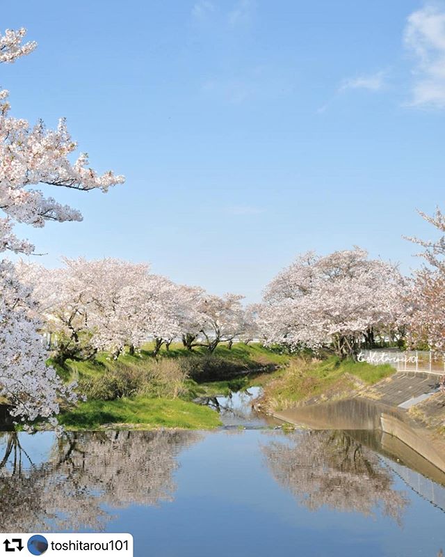 #repost @toshitarou101・・・☆「春色」その2川の水が堰き止められ水鏡ができて、桜が写りこんでいたので撮ってみました桜+青空+リフレとトリプルコラボしてみました☆2020年の桜もこれでおしまい。本来、これからの時期は•ネモフィラ•藤•花桃と、続くのだけど•••。今年は駄目ですね️5月初旬から薔薇が始まり春が一番華やかな時なので撮りに行きたいけど行けるかな🙄☆#桜 #sakura #カコソラ #gifuphoto#広がり同盟#愛知カメラ部#お花好きな人と繋がりたい#visit_tokai#team_jp#art_of_japan#japan_daytime_view#bestjapanpics#photo_jpn#japan_of_insta#lovers_nippon#deaf_b_j#japantravelphoto#wp_flower#bestphoto_japan#nikon#light_nikon#nikonphotography#ig_japan#ig_flowers#sumasumatai_love#love_bestjapan