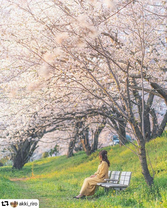 #repost @akki_riro・・・夕日に染まった桜自粛前の一枚。こんな時だからこそ、なのかいつも以上に美しく見えました。無事にコロナを乗り切って来年も一緒に見られることを切に祈って #散った桜花の行く先はlocation 岐阜県photo by @tossy.243 #japan_daytime_view#art_of_japan_#ig_phos#igersjp#ig_japan#photo_jpn#bestphoto_japan #bestjapanpics #raw_japan#colore_de_saison #photo_life_best #lovers_nippon#ptk_japan #japan_great_view #love_bestjapan #ap_japan_#japanawaits #wu_japan #whim_life #onestorytraveller#visitjapanjp#special_spot_ #japan_of_insta#hubsplanet #sakura #gifuphoto #なんでもないただの道が好き #岐阜