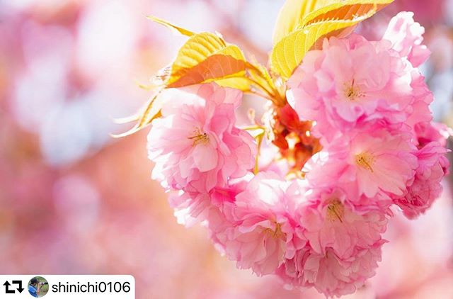 #repost @shinichi0106・・・「過ぎゆく春の思い出⑥」ハート型に花が集まった八重桜を発見。2020.4#Japan_Daytime_View#tokyocameraclub#japan_photo_now#japan_of_insta#東京カメラ部#はなすたぐらむ#best_moments_flora #花マクロ部#ptk_nature#japantravelphot#Nipponipic#retrip_nippon#loves_amazing_group#写真撮っている人と繋がりたい#写真好きな人と繋がりたい#花の写真館#八重桜 #広がり同盟#daily_photo_japan#longexposore_japan#岐阜県インスタ部#はなまっぷ#sorakataphoto#岐阜カメラ部#9vaga_worldbeauty9#gifuphoto#dreaming_in_macro#lory_and_frowers#japan_bestpic_