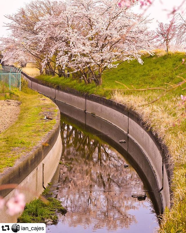 #repost @ian_cajes・・・Different perspective. 1st photo Nikon d750 with nikon 18-35mm 3.5-4.5. 2nd photo Fujifilm x-t1 with nikon 24mm 2.8 and K&F lens adaptor. Edited in lightroom mobile. #sakura #cherryblossom #travelblogger #travelphotography #travel_jp #gifuphoto #gifu #reflectionphotography #waterreflection #fujixt1 #nikond750 #nikon24mmf28 #nikonphotography #fujifilm #jp_views_flowershot #igersjp #tokyocameraclub #springflowers#visitjpn #lovers_japan #photo_japan #bestjapanpics #japan_great_view