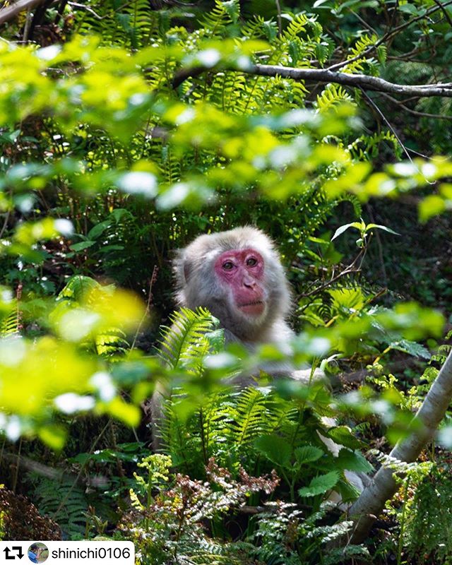 #repost @shinichi0106・・・「ニホンザル」先日徳山ダム方面に行った時に野生の猿を見つけました。後で見たらブレ写真ばかり。レンズの手ブレ補正がOFFになってましたorz唯一撮れた一枚。2020.4#Japan_Daytime_View#tokyocameraclub#japan_photo_now#japan_of_insta#gifuebooks#art_of_japan#best_moments_nature #ptk_nature#japantravelphot#lovers_nippon#Nipponipic#retrip_nippon#loves_amazing_group#写真撮っている人と繋がりたい#写真好きな人と繋がりたい#kf_gallery#photo_shorttrip#広がり同盟#daily_photo_japan#longexposore_japan#岐阜県インスタ部#sorakataphoto#岐阜カメラ部#9vaga_worldbeauty9#gifuphoto#日本猿 #徳山湖 #japan_aps_photo#japan_bestpic_