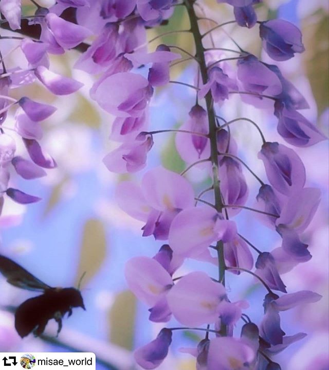 #repost @misae_world・・・夢幻…#藤の花#花便り#花フォト#花写真#花フレンド#クマバチ#昆虫#光と影#wisteriaflowers#bee#flyingbee#insectworld#insectphotographer#loryandalpha#artofjapan #gifuphoto#gifubooks #world_best_flower #lory_pastelflowers #flowers_of_our_planet #best_moments_flower #lory_and_flowers #total_flowers#photojapan #instagramflowers#flowerphotographer#flowerleaves岐阜県美濃市R2・5・7 photo