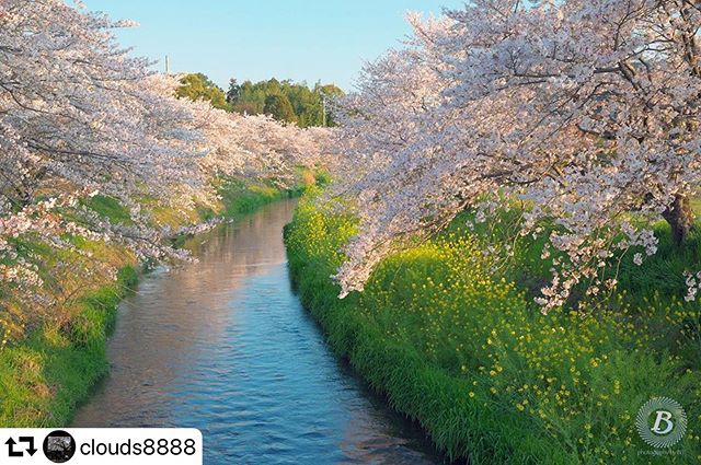 #repost @clouds8888・・・2020#桜#東川#池田町#岐阜 #gifu #gifusta #gifuphoto#はなまっぷ#花の写真館#花のある風景#私の花の写真#team_jp_flower#wp_flower#tokyocameraclub#lovers_nippon#special_spot