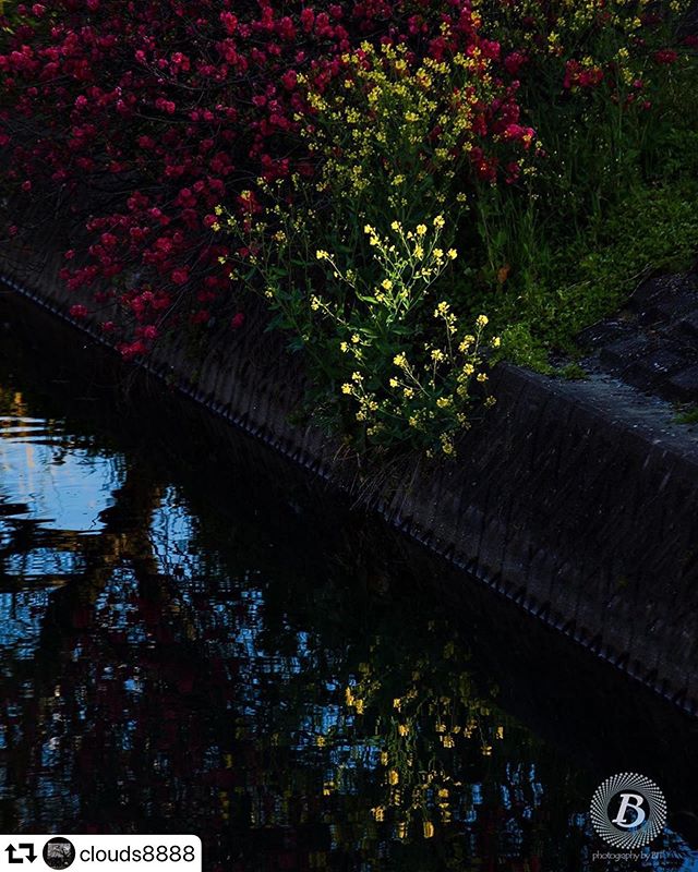 #repost @clouds8888・・・#花桃#菜の花#揖斐川町#岐阜 #gifu #gifusta #gifuphoto#はなまっぷ#花の写真館#花のある風景#私の花の写真#team_jp_flower#wp_flower#tokyocameraclub#lovers_nippon#special_spot