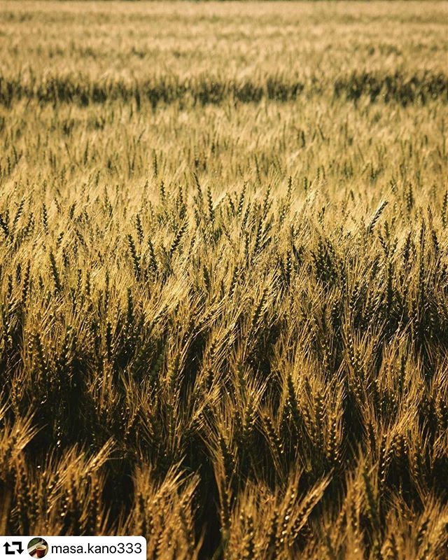 #repost @masa.kano333・・・仕事帰りに近所の麦畑が夕日に照らされて黄金色に輝いていたので一眼レフを持ち出し撮影した一枚。しばらく撮影してないと感覚が鈍りますね汗　でもこの景色を見て今日、パンを作るきっかけになったので良しとしよう… (最初はビールの金麦に見えましたが笑..【撮影場所】岐阜県大野町【撮影日時】2020.5.13..#麦畑 #田舎の風景 #ギフマチック #gifuebooks #gifuphoto #岐阜県インスタ部 #岐阜カメラ部 #広がり同盟 #東京カメラ部 #ペンタックス #写真好きな人と繋がりたい #旅行好きな人と繋がりたい #どんつき同盟 #ファインダー越しの世界 #aumo #一眼レフ男子 #tokyocameraclub #photo_jpn #art_of_japan_ #japan_of_insta #japan_daytime_view #japan_travel #lovers_nippon #sorakataphoto #team_jp_ #igersjp