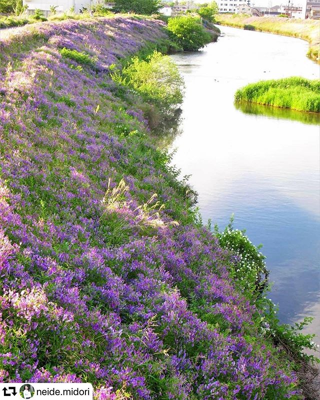 #repost @neide.midori・・・Que todos os caminhos tenham flores!#viciavillosa#ナヨクサフジ#flores #flowers#floressilvestres#wildflowers#purpleflowers#primavera #spring #春#rio#river#paisagem#landscape#naturezaperfeita #natureza #nature#naturelovers #naturelove #total_shot#nature_special_#hanamap#japan_daytime_view#art_of_japan#japan_of_insta#gifuphoto#whim_fluffy #whim_life