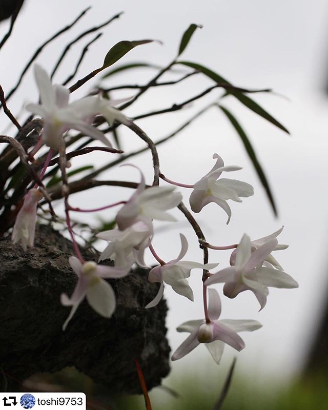 #repost @toshi9753・・・昨日の続きです。この「 #セッコク の花」は、岩の上や大木に着生する着生植物です。左下が着生した樹木です。あまり目にしない光景です。 #Dendrobium_moniliforme#花好きな人と繋がりたい #写真を撮って人と繋がりたい #ファインダー越しの私の世界  #写真好きと繋がりたい#gifuphoto #gifuebooks