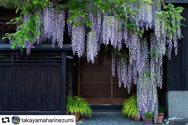 #repost @takayamaharinezumi・・・去年分の再投稿#飛騨高山 #高山 #飛騨高山写真部#飛騨#日本 #岐阜県インスタ部#whim_life #旅行#japan #takayama #hida #風景 #trip#wp_japan  #gifuphoto#tokyocameraclub #instakayama#daily_photo_jpn#travelphotography #travel#visit_tokai#ig_phos#hidatakayama #photography#photo#streetphotography#landscapephotography #instagood#refrainharinezumi