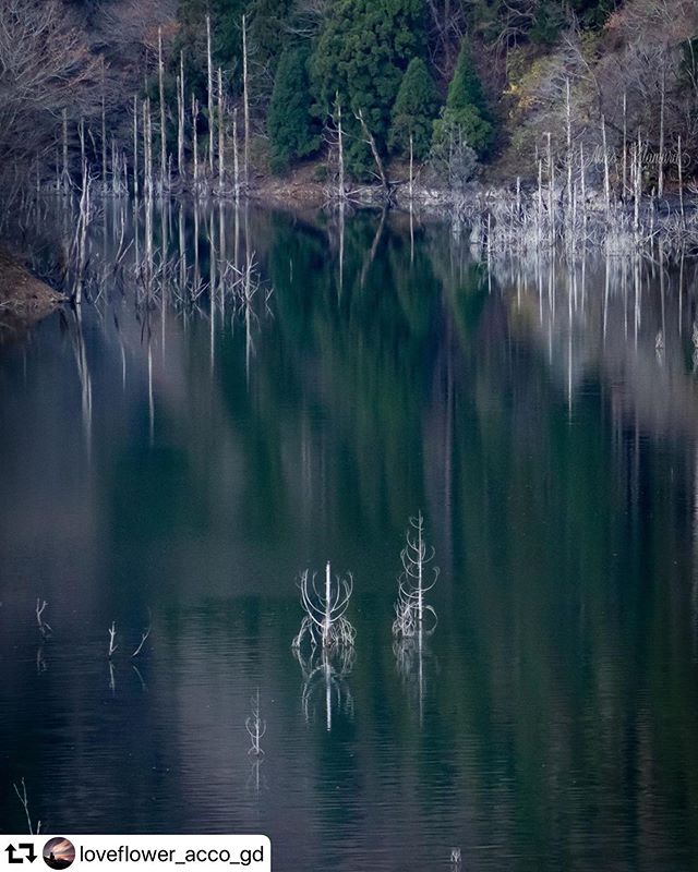 #repost @loveflower_acco_gd・・・徳山湖。水量の多い今、立ち枯れの木も沈んで見えない部分もあったりする写真中央下のは先々週行った時には見えなくなってた。。まさか、朽ちて折れちゃって無いよねこれ、好きなんだけど🥰。。。機材 : Canon EOS KissX9i。location :岐阜県揖斐郡揖斐川町#徳山湖 #徳山ダム#nature#pashadelic #絶景delic #ap_japan #art_of_japan_ #color_of_day2 #canon_photos #eoskissx9i #daily_photo_jpn #gifuphoto #igersjp #ig_world_colors #japan_photo_share #japan_of_insta #team_jp_ #great_myshotz #my_eos_photo #gifuebooks #lovers_amazing_group #best_moment_nature#japan_photo_share#tokyocameraclub #写真好きな人と繋がりたい #じゃびふる #japan_bestpic_ #tv_asia #love_bestjapan#hubsplanet