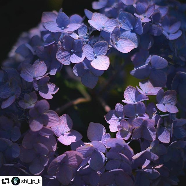 #repost @shi_jp_k・・・2020.6.7#アジサイ#あじさい#紫陽花#花のある暮らし#ボケフォトファン#flower#great_captures_flowers#pt_life_#explore_floral_#my_daily_flower#lovely_flowergarden#9vaga_softflowers#colore_de_saison#fleur_noblesse#はなまっぷ#私の花の写真#ig_flowers#ファインダー越しの私の世界#raw_japan#raw_flowers#flower_special_#flowers#igbest_shots #naturel_shot #bns_earth #macro_brilliance#ip_for_blossoms#gifuebooks#gifuphoto