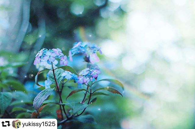 #repost @yukissy1525・・・＊・＊・＊お久しぶりです。最近全然カメラを触ってませんが、おうちに小さな紫陽花を見つけました＊ちょっと遊んでみた️・＊location:おうち・#紫陽花 #art_of_japan_ #bestjapanpics #bestphoto_japan #great_myshotz#japan_daytime_view #japan_bestpic_ #lovers_nippon #lovers_amazing_group #pt_life_ #ptk_japan #team_jp_ #whim_life #ボケフォトファン#広がり同盟 #dairy_photo_jpn #photo_jpn#love_bestjapan#gifuphoto #じゃびふる#fabulous_shots#whim_fluffy#nature_special_#bokeh_airtstic#sharing_warm_time#wp_flower #frower_special_ #oldlens_Tokyo#恋するオールドレンズ部