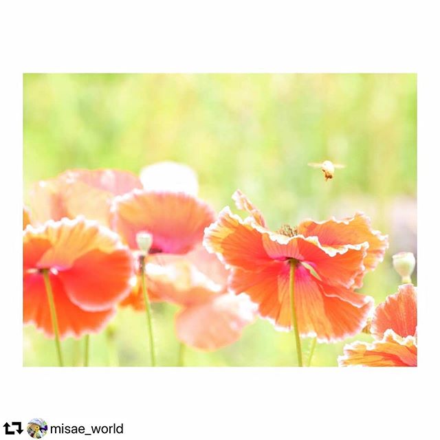 #repost @misae_world・・・みんなで踊ろぅ#花フェスタ記念公園#アイスランドポピー#ミツバチ#花写真#花フォト#かにスタ#花フレンド#はなまっぷ #flowermagic#artofjapan#flower_special_member #loryandalpha#gifuphoto #lory_pastelflowers #lory_and_flowers #world_best_flower #flowers_of_our_planet #best_moments_flower #instagramflowers#flowerphotographer#flowers_super_pice #photographerworld2020・6・3 photo