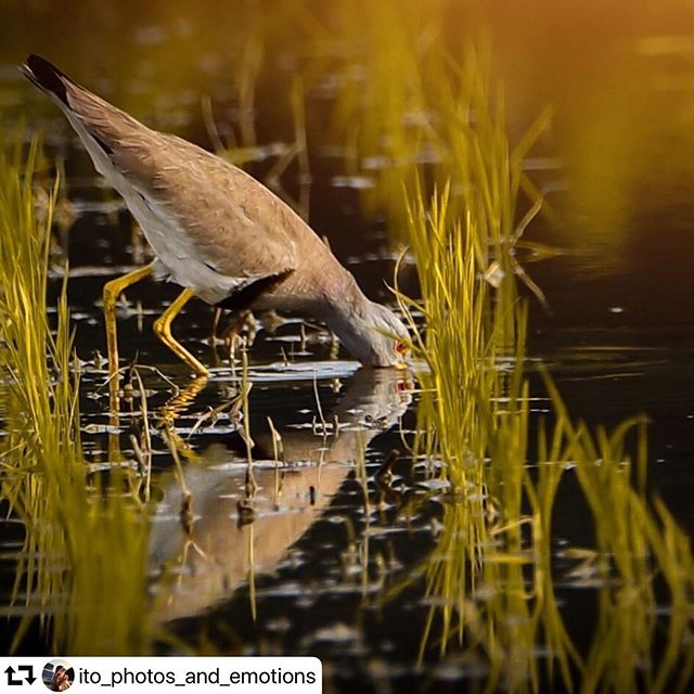 #repost @ito_photos_and_emotions・・・.................................................. 🕊A source of inspiration for poets, musicians and writers throughout human history.🕊••If you like the pic, go ahead and tap that save️ ••••#gifusta #gifuphoto #chupetox #写真撮ってる人と繋がりたい #写真部 #1x_japan #raw_japan_ #raw_japan_best